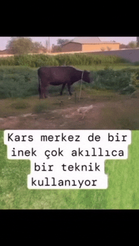 Kars Inek GIF