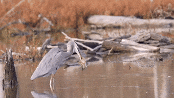 Bird Eating GIF by U.S. Fish and Wildlife Service