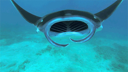 manta ray swimming GIF