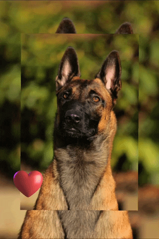 Malinois GIFs - Find & Share on GIPHY