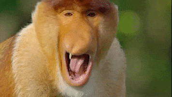 Tired Proboscis Monkey GIF by PBS