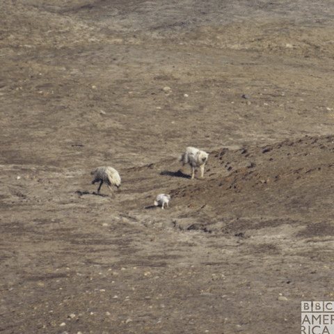 Scurry Planet Earth GIF by BBC America