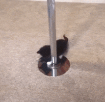 Kitten Pole Dance GIF by moodman