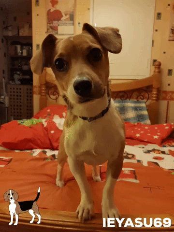 Dog Beagle GIF