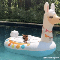 Ucf-pool-party GIFs - Get the best GIF on GIPHY