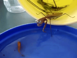 Praying Mantis Hunting Fish GIF