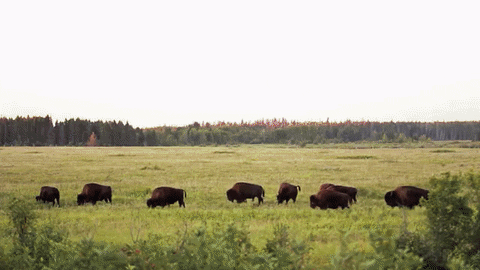 Bison GIF