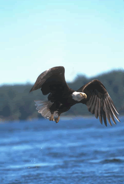eagle