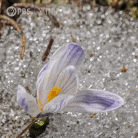 Flower Meadow GIFs - Find & Share on GIPHY