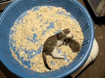 giphy.gif