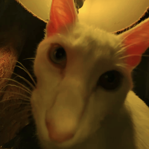 Cat GIF