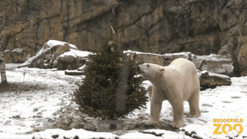 Polar Bear GIF by Brookfield Zoo
