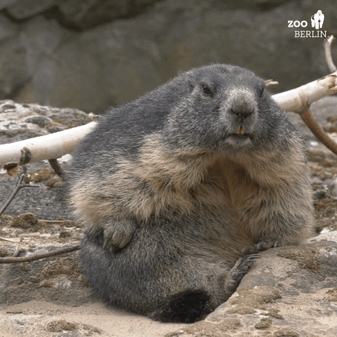Marmot GIFs - Get the best GIF on GIPHY