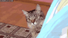 Cat See U GIF - Find & Share on GIPHY
