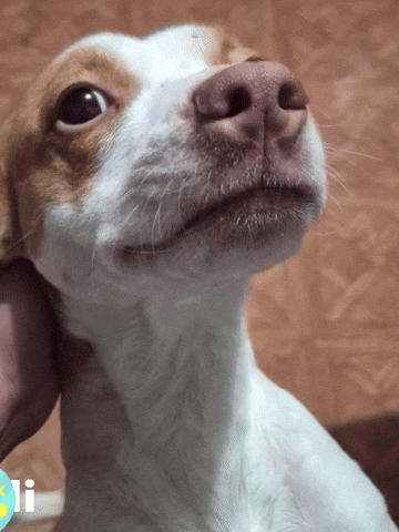 U3X6Hyi100 Sticker GIF