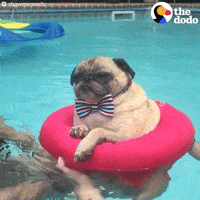 dog party gif