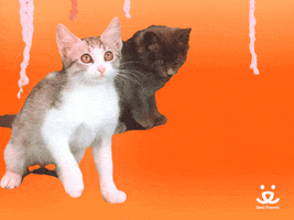 Video gif. Pieces of yarn hang above the heads of two kittens. The kitten up front bats around one of the pieces of yarn with its little paw. The other kitten in the back sniffs the ground with curious eyes. Text, “Hey, hey, hey.”