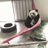 birthday panda gif