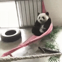 Gentle Swing - Animal Gifs - gifs - funny animals - funny gifs