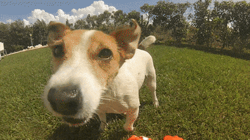 leswauz cute dog dogs doggy GIF