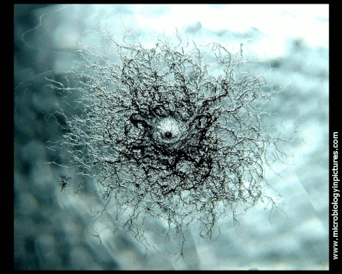microbiology