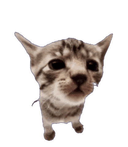 Cat Explode Sticker
