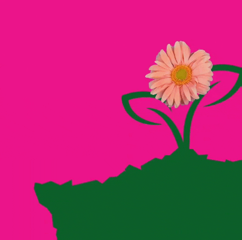Flower Grow GIF - Find & Share on GIPHY