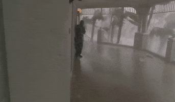 Florida Wind GIF by GIPHY News