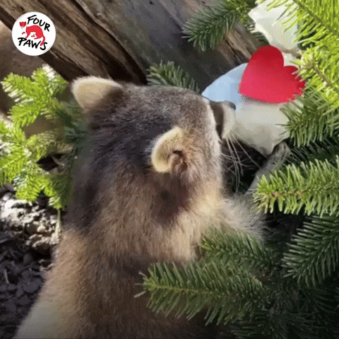 Valentines Day GIF by FOUR PAWS