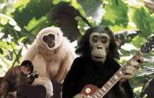monkeys