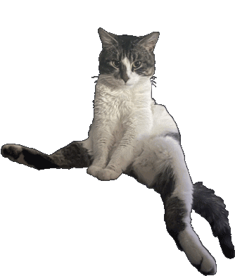 Cat Sticker