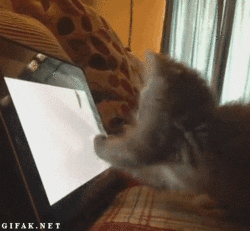 Crazy Cats Cat GIF - Find & Share on GIPHY