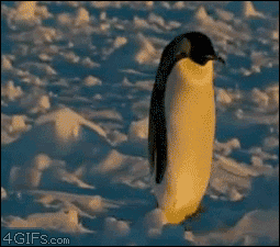 Video gif. Penguin walks along a bumpy snowfield and suddenly slips, falling to the side and onto its face before standing back up to keep going.