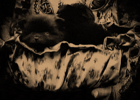 d.w. griffith puppies GIF by Maudit