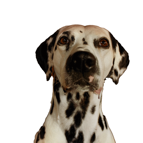 Dog Puppy Sticker by Poo~Pourri