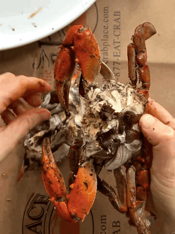 Picking Blue Crab GIF by The Crab Place