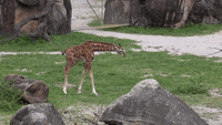 Download Baby Giraffe Gifs Get The Best Gif On Giphy