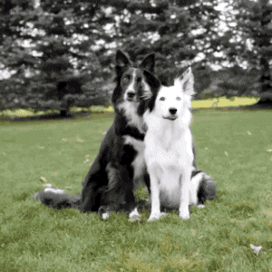 chien-espece-sous-domestiquee