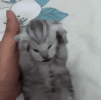 Cat Meme GIF