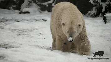 Polar Bear Snow GIF by Brookfield Zoo