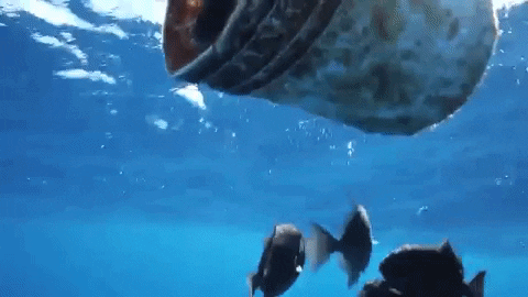 Oceans GIF by National Geographic Channel - Find & Share on GIPHY