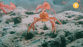 Sea Life Crab GIF by CuriosityStream