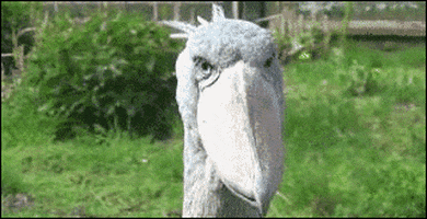 bird cant deal with it GIF