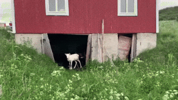 Summer Reindeer GIF