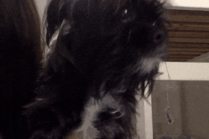 victoria-schwartz cute puppy peanut GIF
