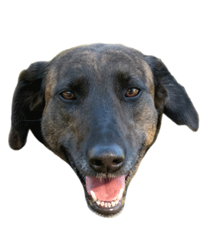 Dog Love Sticker by Buscamos Casita