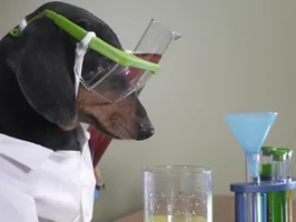 Crusoegifs science chemistry dachshund crusoe GIF