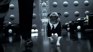 Pug Suit GIF
