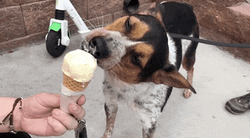 ice cream eating GIF by Nebraska Humane Society