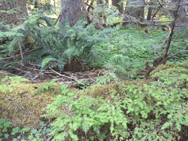Oregon GIF